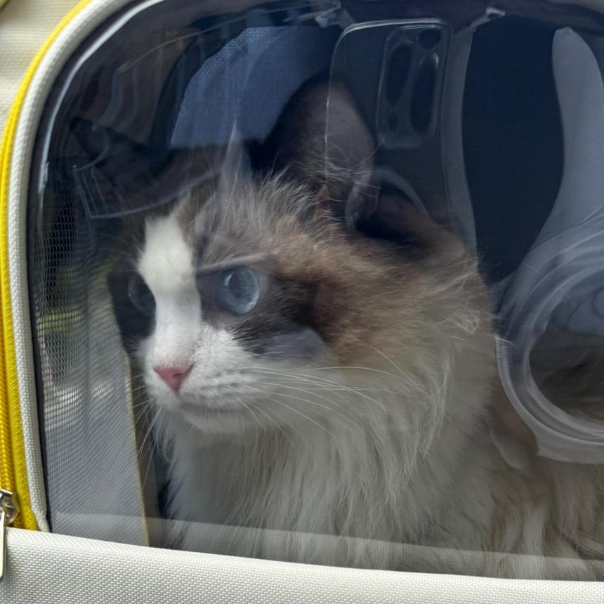 爱喝加浓美式（沉迷三角洲版）