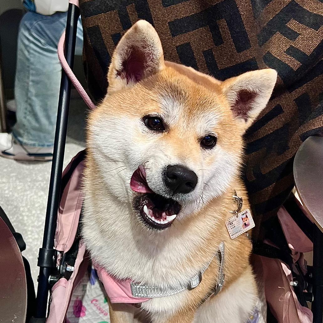 江城苏禾的毕业笔记