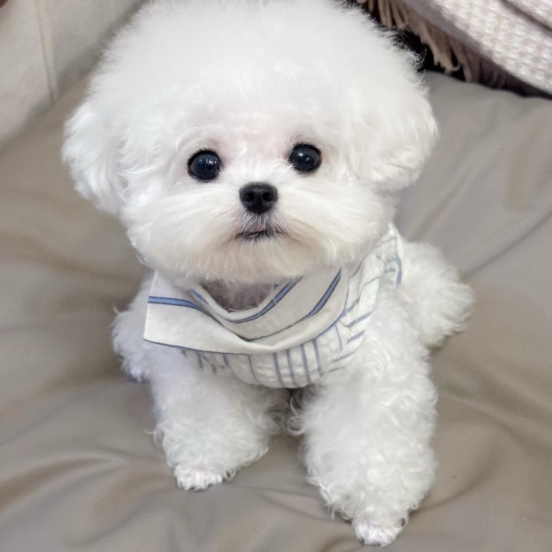 宇家高端韩系小B熊