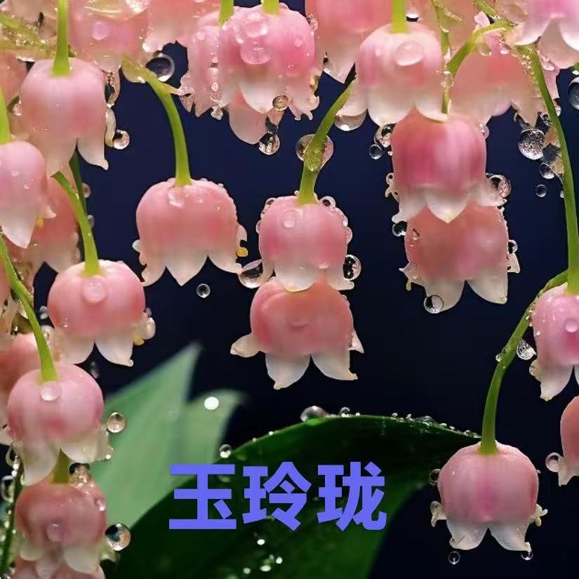 ℋღ᭄玉玲珑🍒᭄💞࿐