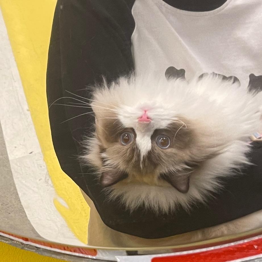 开宝是只小猪咪🐽