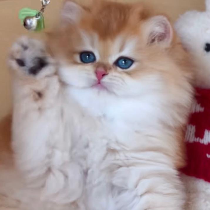 宠爱名猫馆