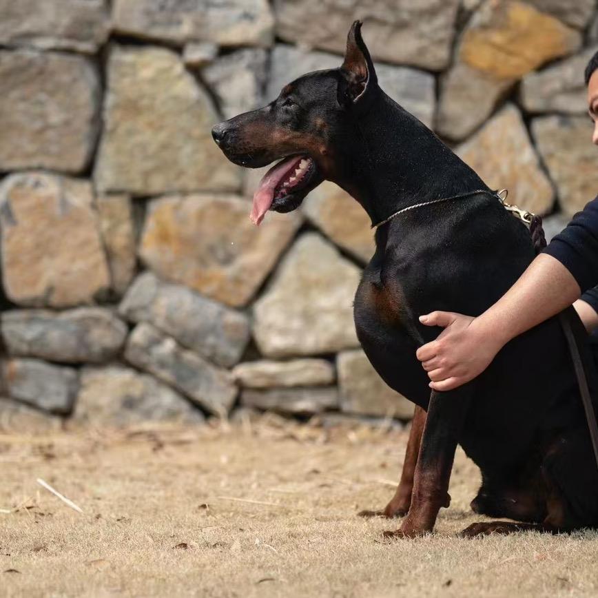 小侯中亚猛犬基地2️⃣店