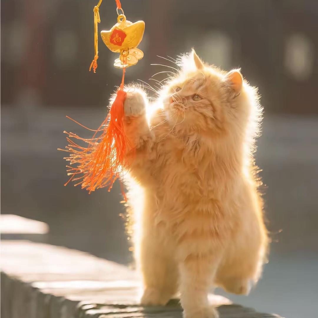 小优₍˄·͈༝·͈˄*₎◞