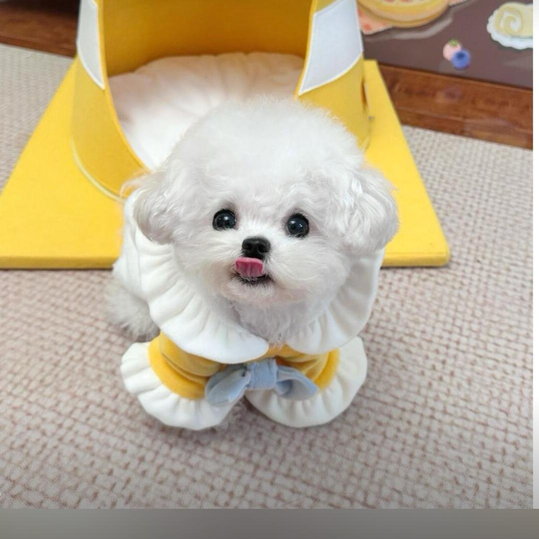 高歌犬业（直播）