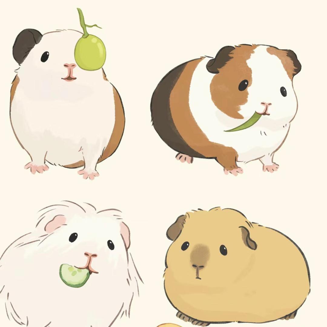 徐州豚鼠供应链