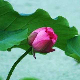 九华山大愿陵园销售部