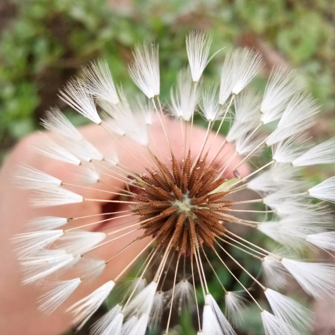 清雅
