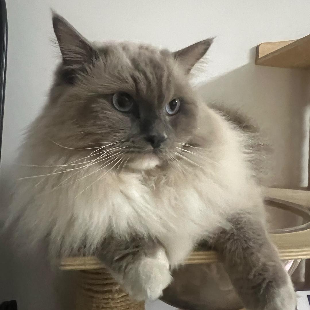 八千猫猫