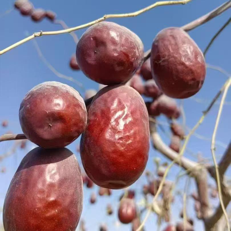 和田大枣&产地直发
