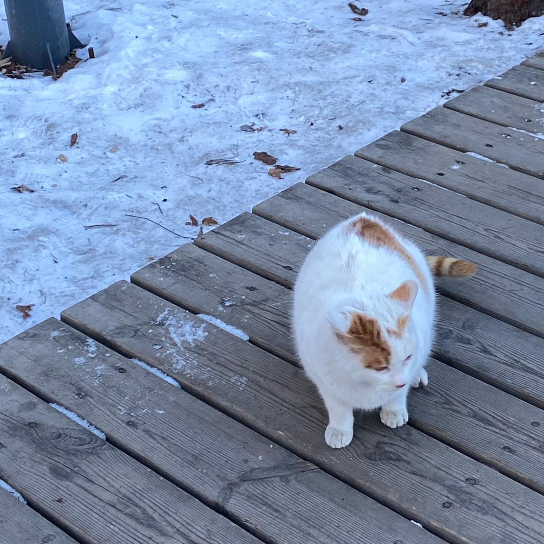 手绘代画的小菜