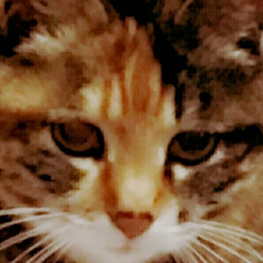 陪了我15年的小猫