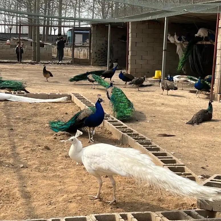 孔雀康旺特种珍禽养殖