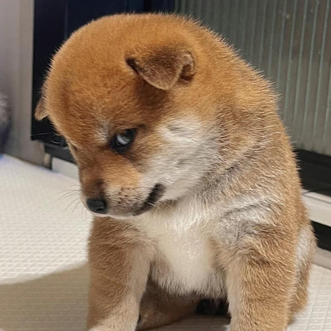 随风