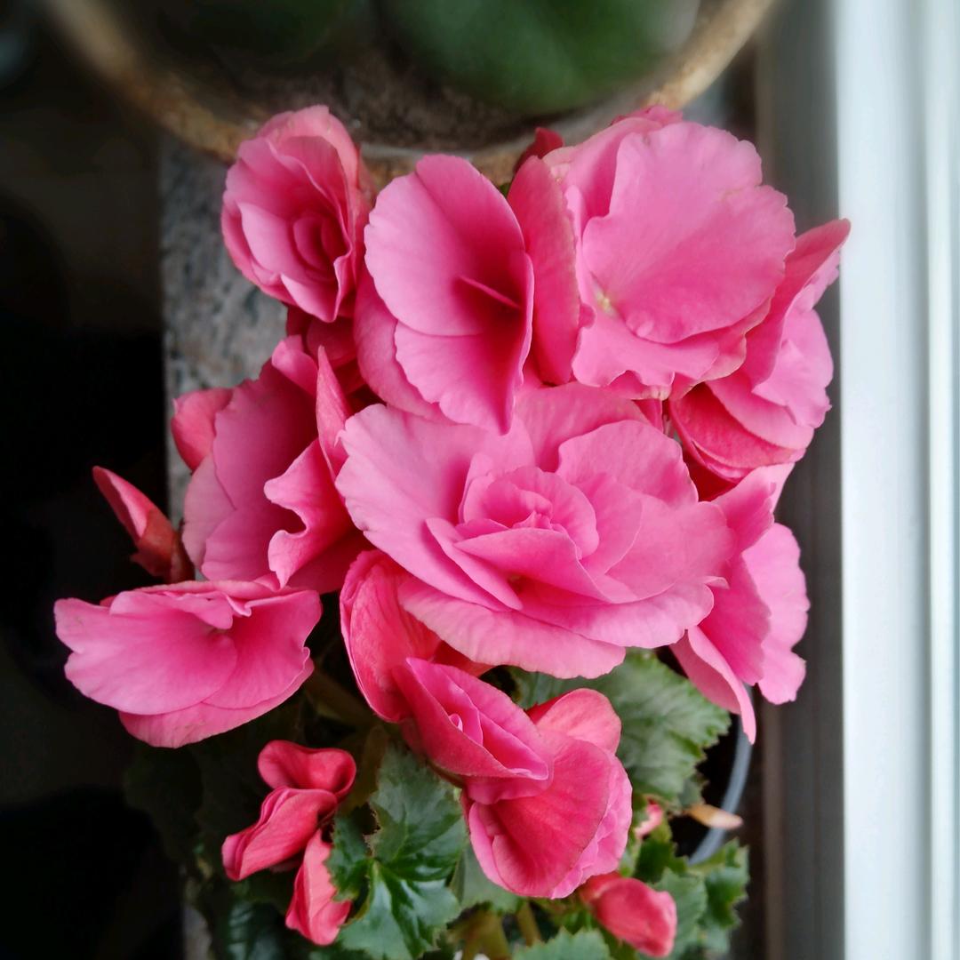 🌺幸福的吕奶奶🌺