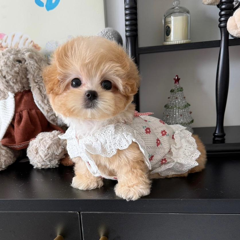 小美家可卡布马尔泰