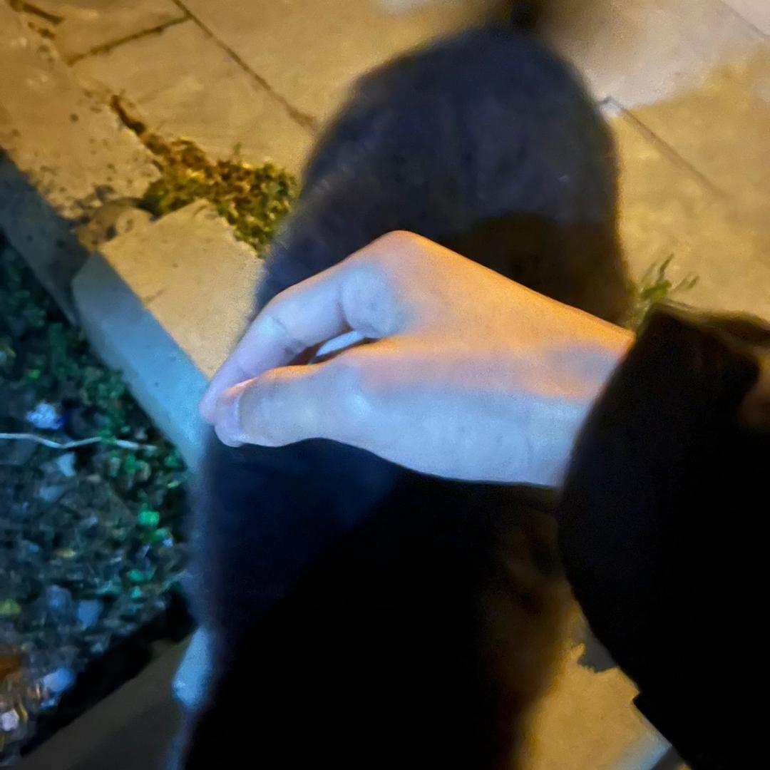 蘑古力