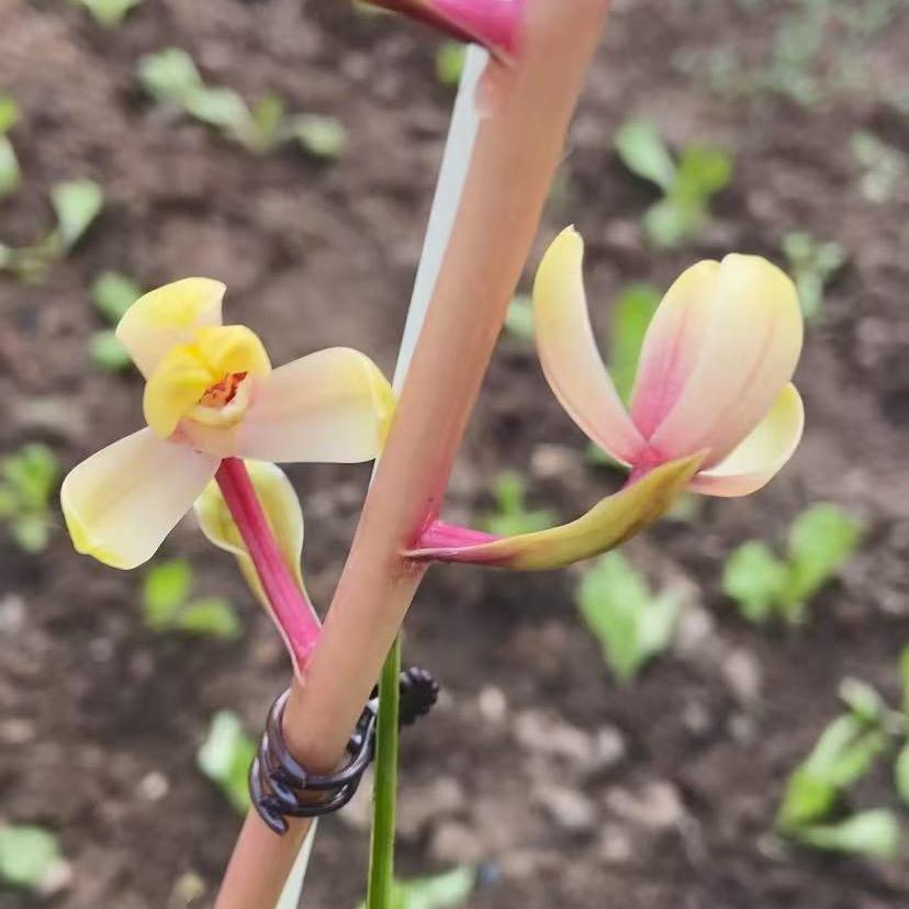 栾川娜娜花卉创意屋