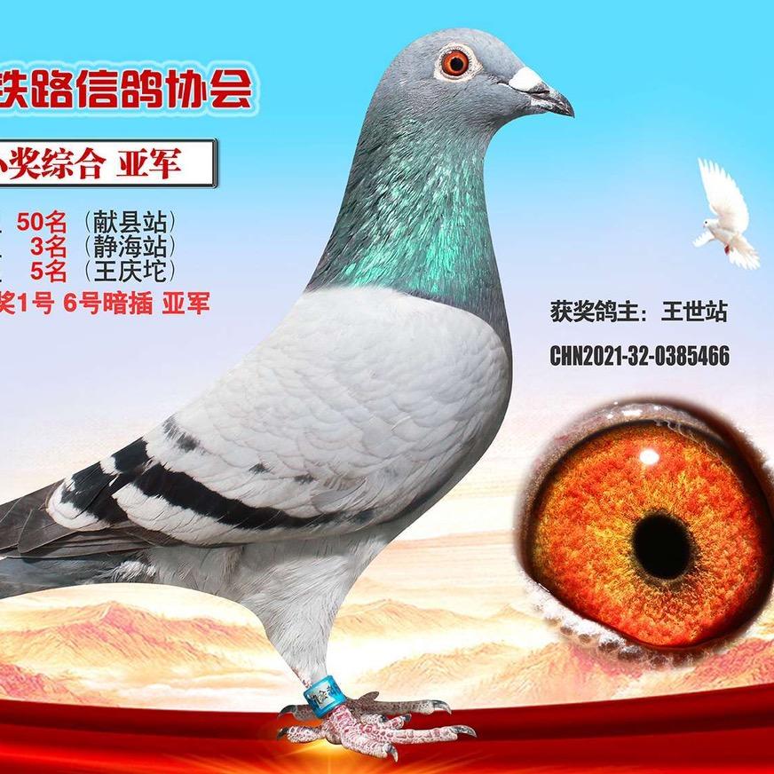 河南新乡（高端天落）