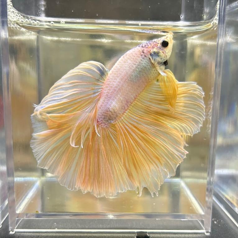 小可爱斗鱼