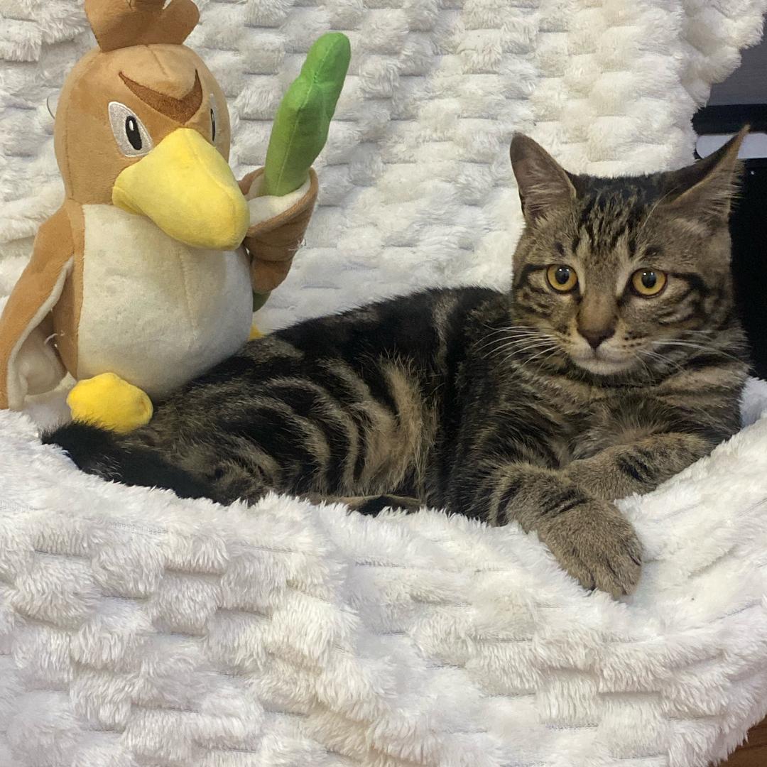 富贵儿是只麻mer