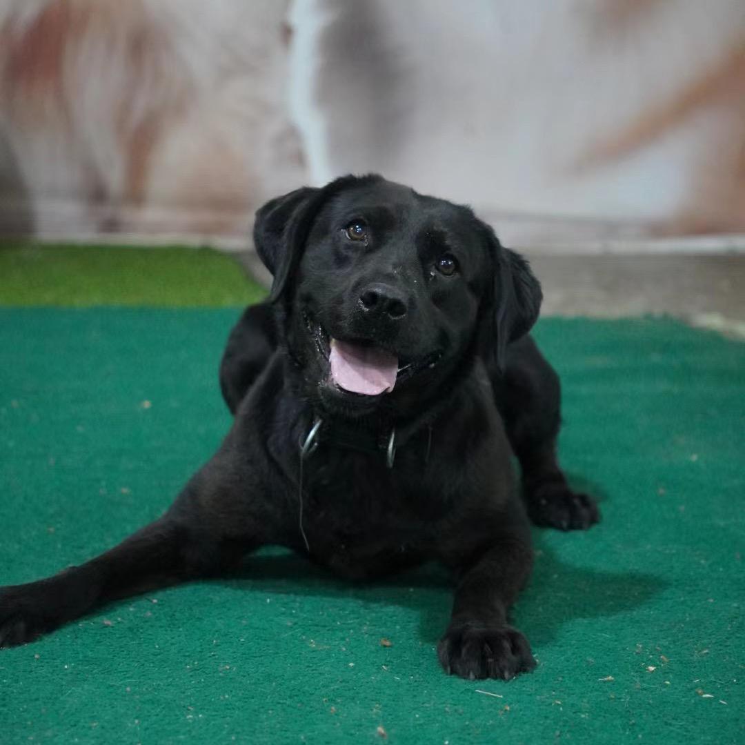黑妹是只拉布拉多
