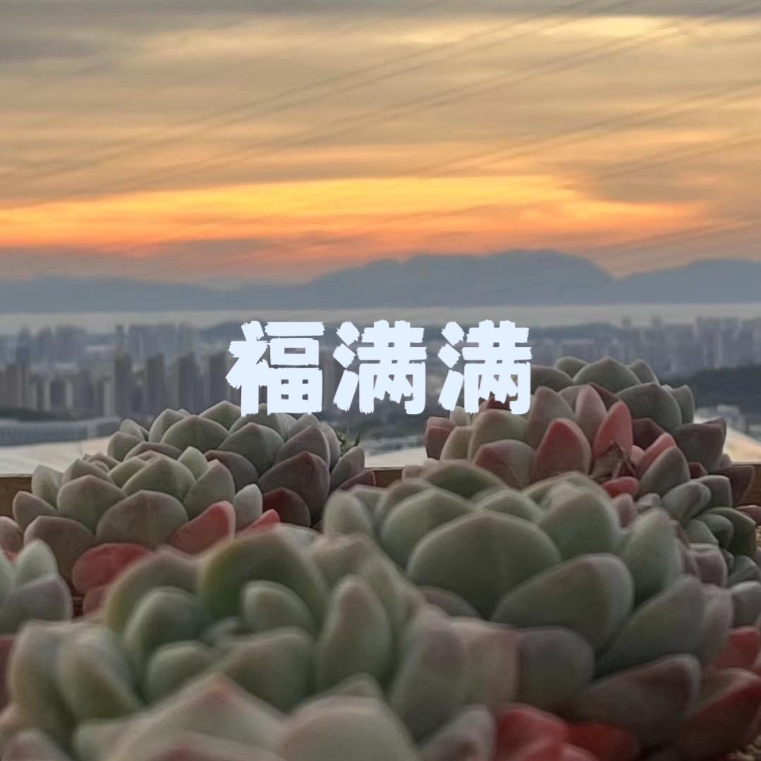 福满满精品多肉