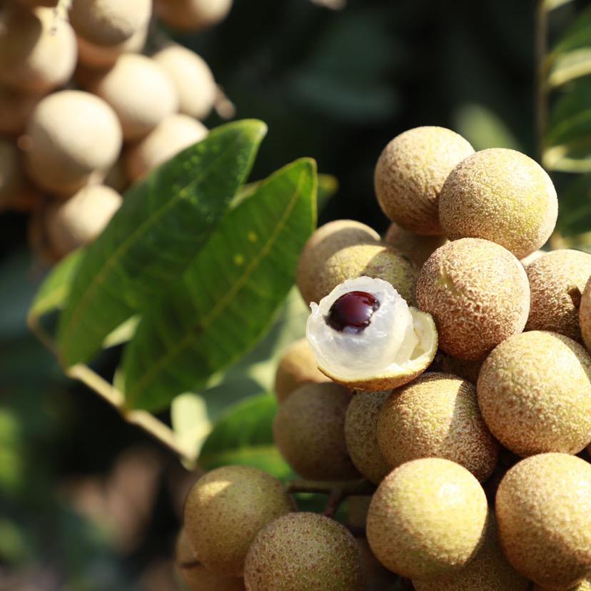 雅涛家庭农场的小号
