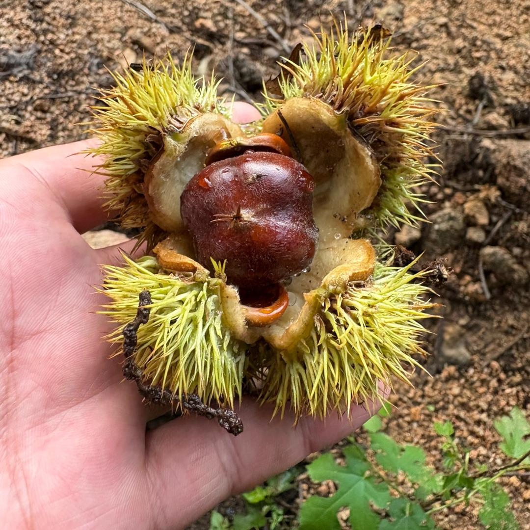 重生之我在燕郊卖糖炒栗子