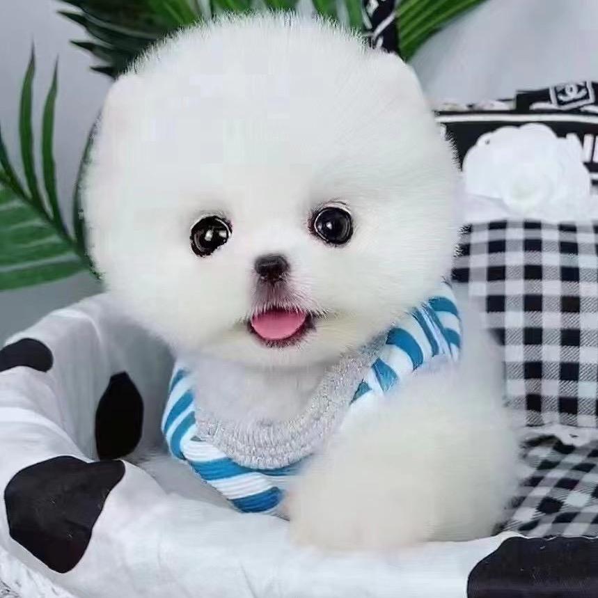 可可家韩系比熊❤️博美