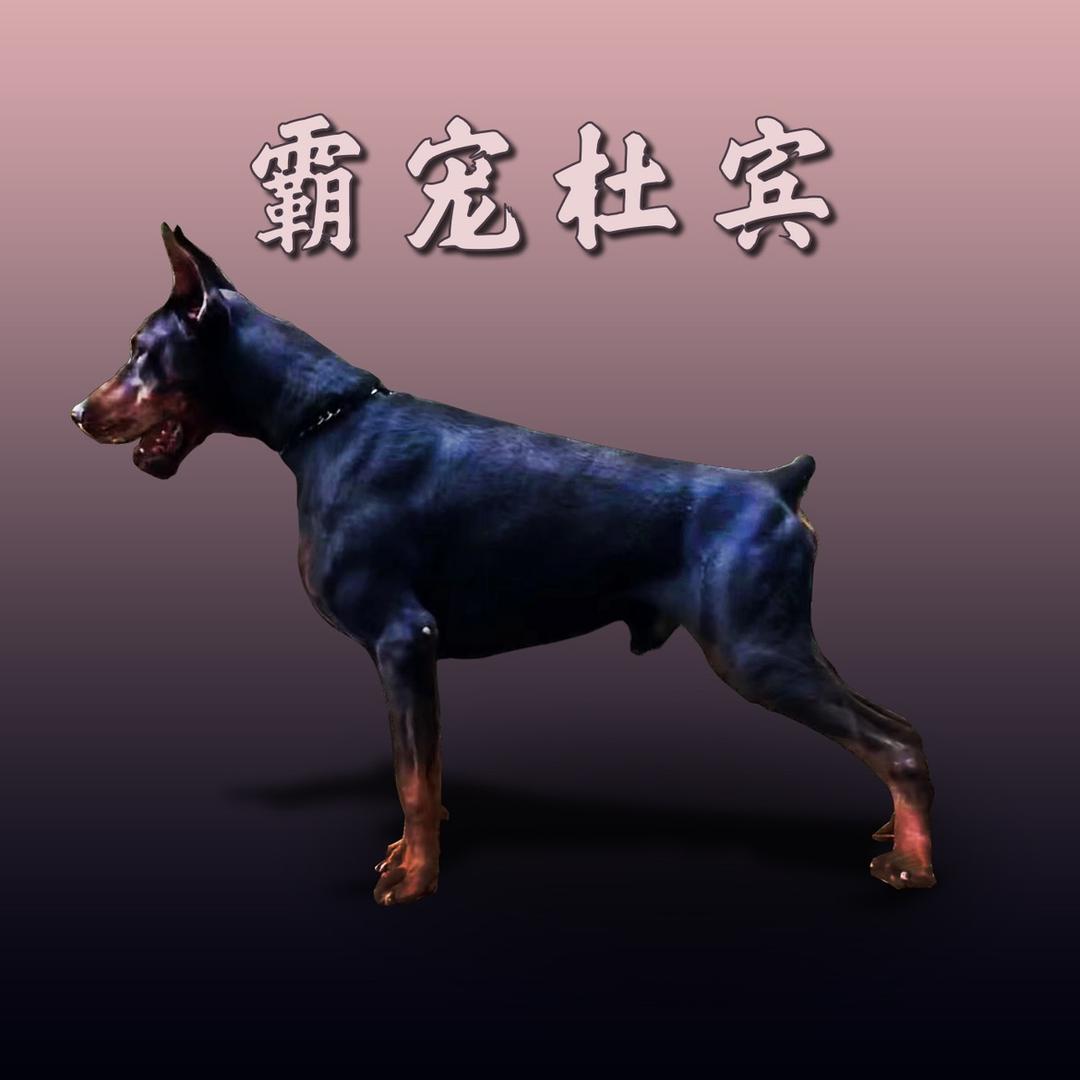 霸宠杜宾犬舍-君君