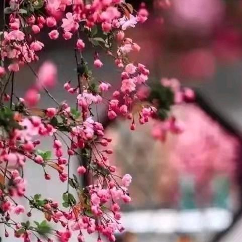 开心奶奶
