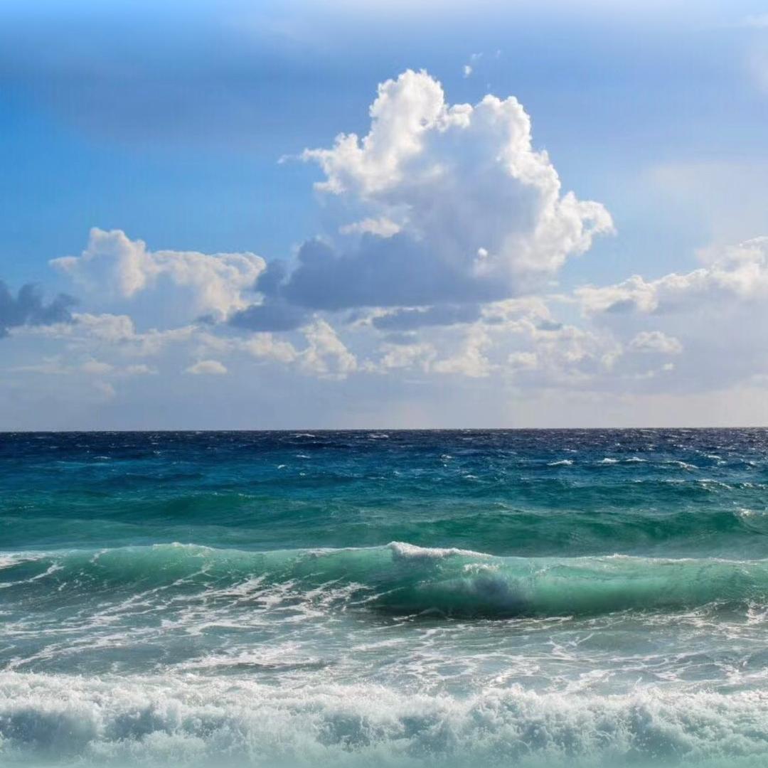 大连鲲城沙山海参