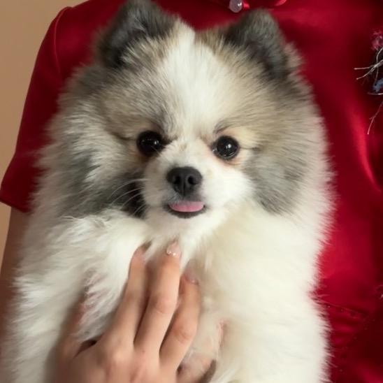 小米是只博美汪