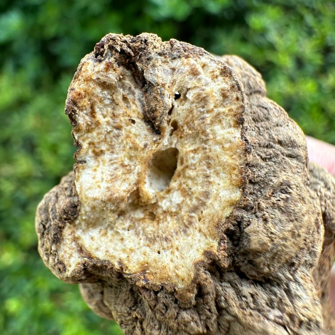 舜和本草守夜人