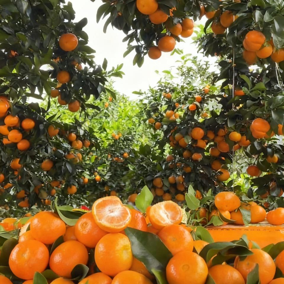 梦告招财猫水果专卖店