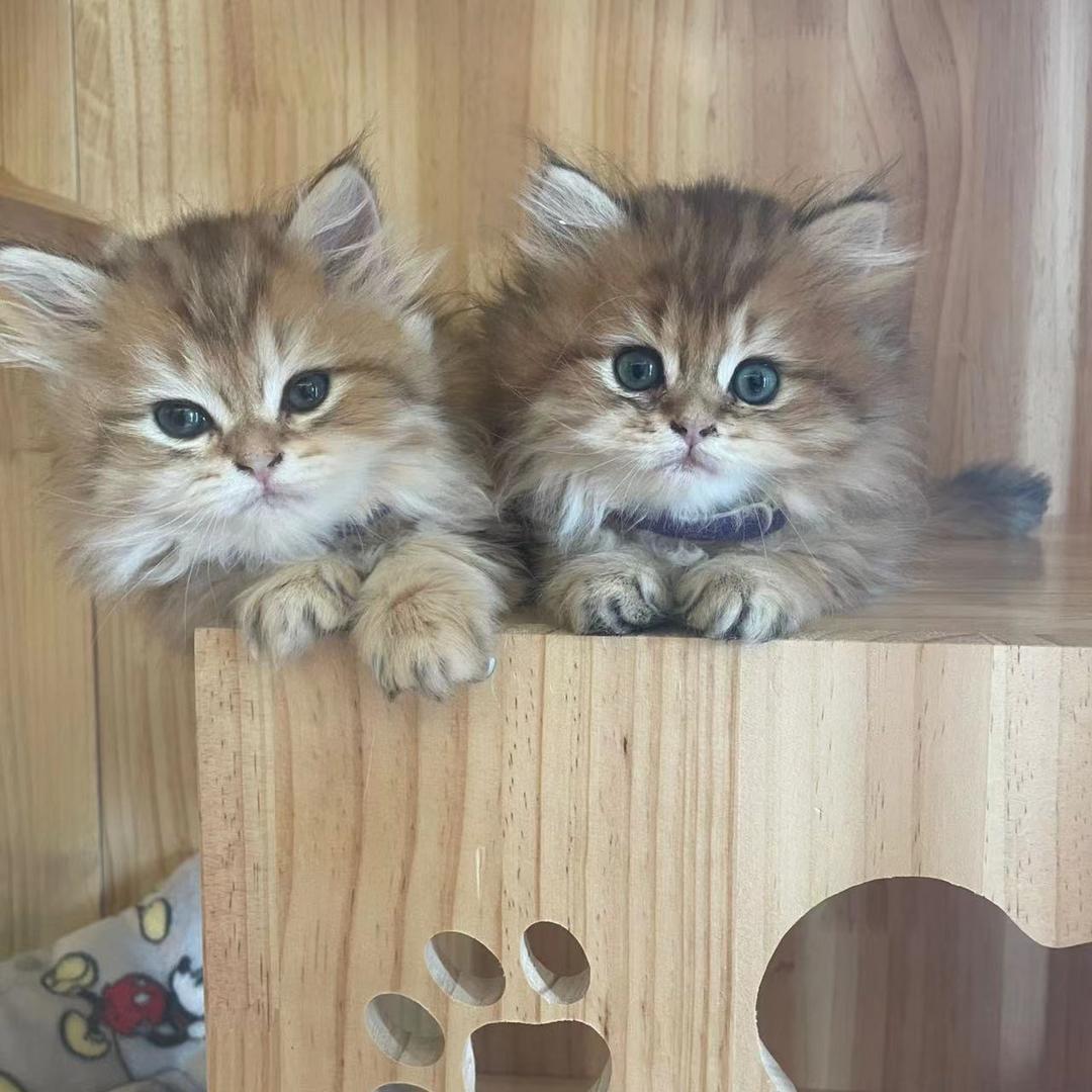 然然猫