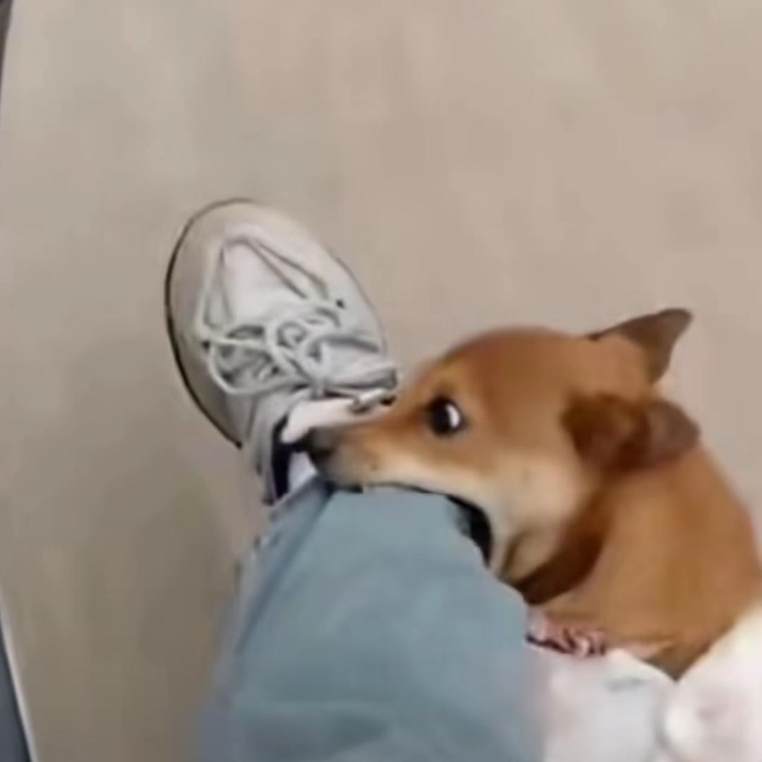 大花（三角洲行动）