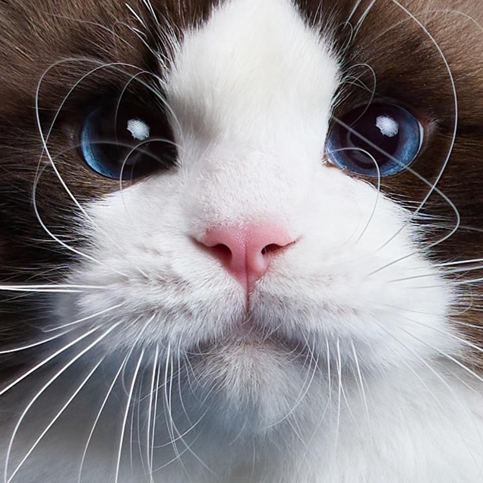 利哥有猫
