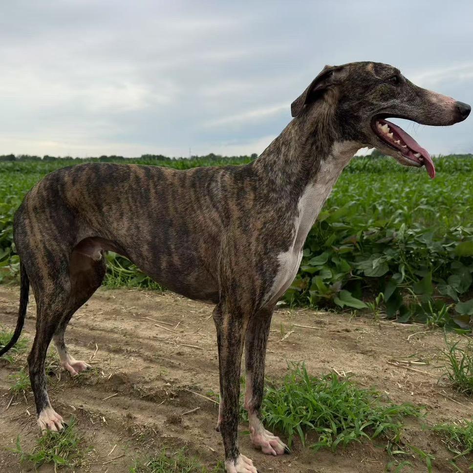 户外灵璧 顾佣兵