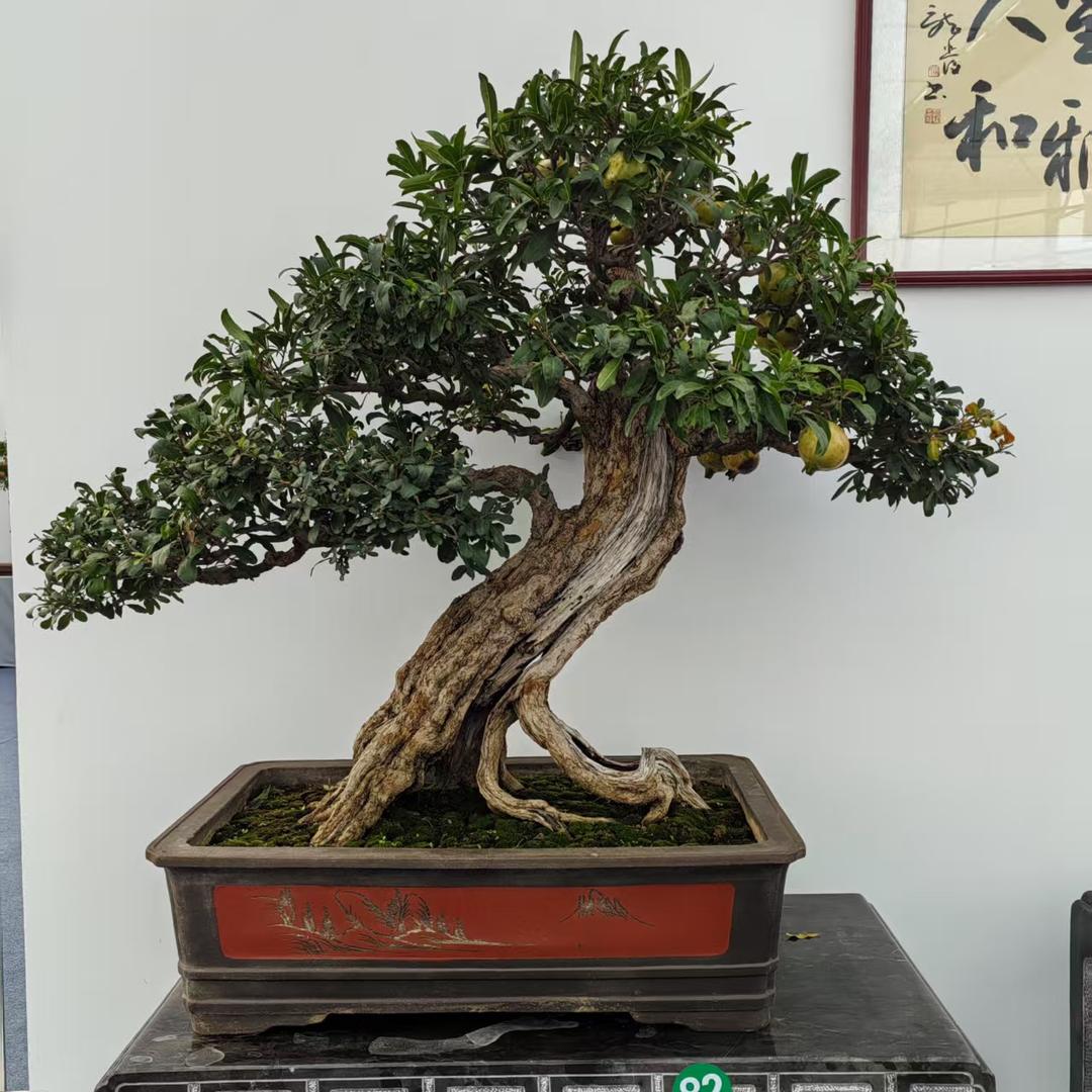 榴之恋石榴园艺