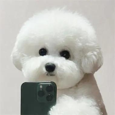 是鲸鱼呀