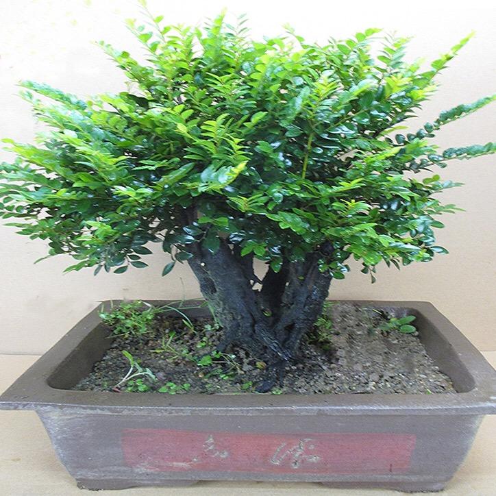 绿缘盆景园艺