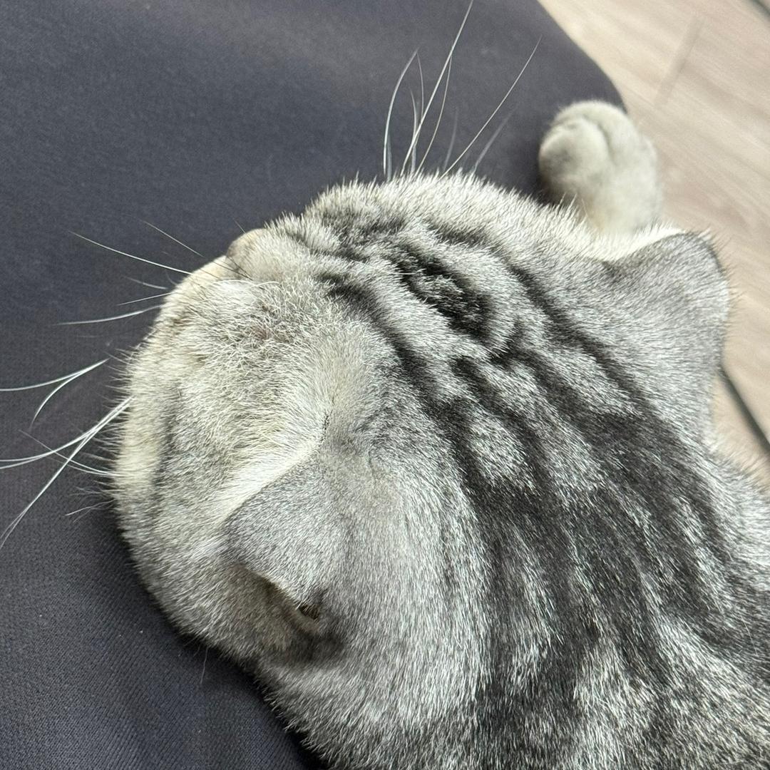 美短折耳Tom🐈