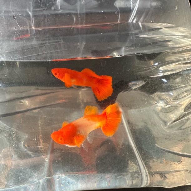 赵财猫的小鱼店