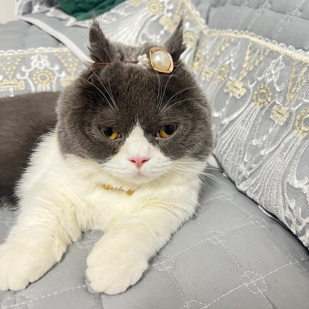 我是招财猫