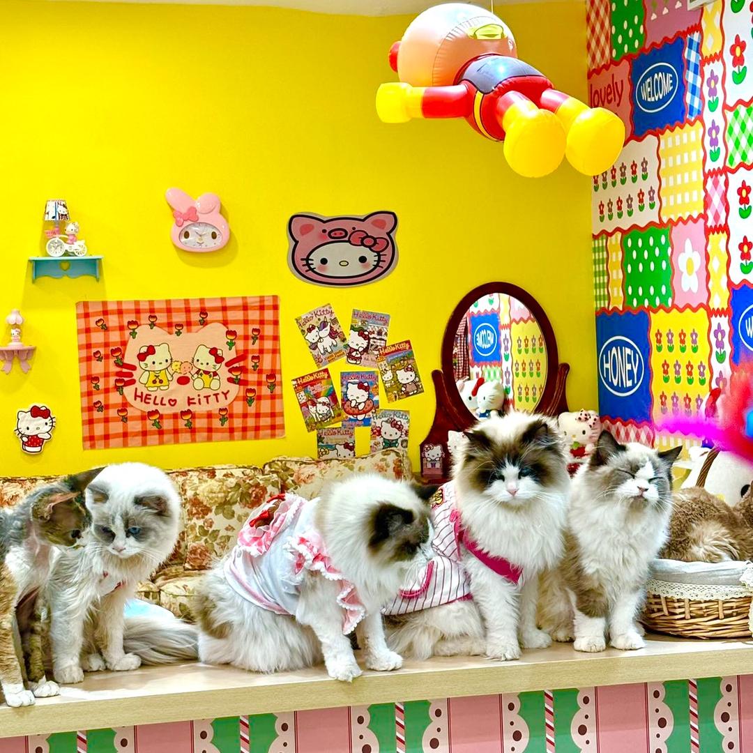 宠它家·蘑菇屋猫咖官方号