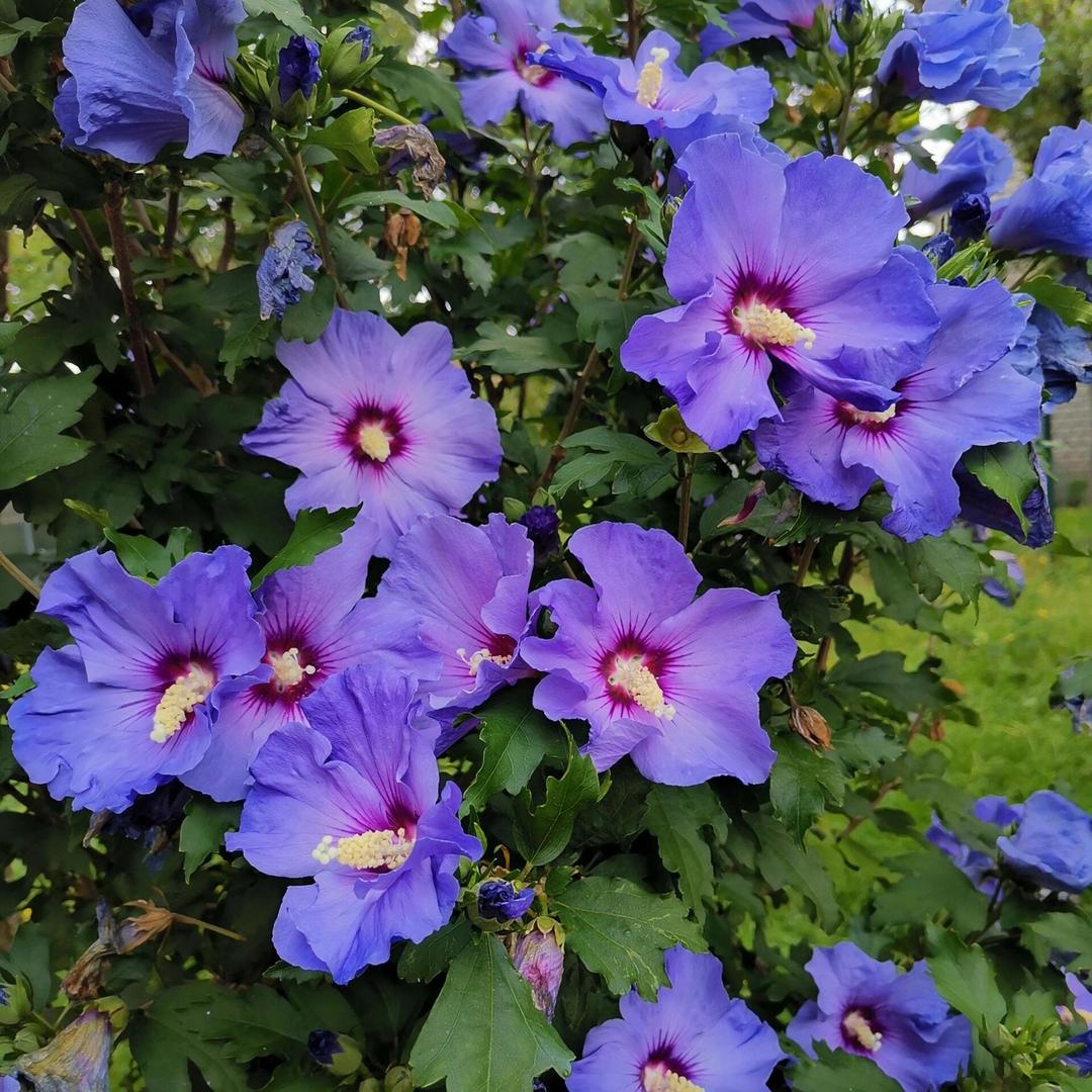 风禾精品花卉