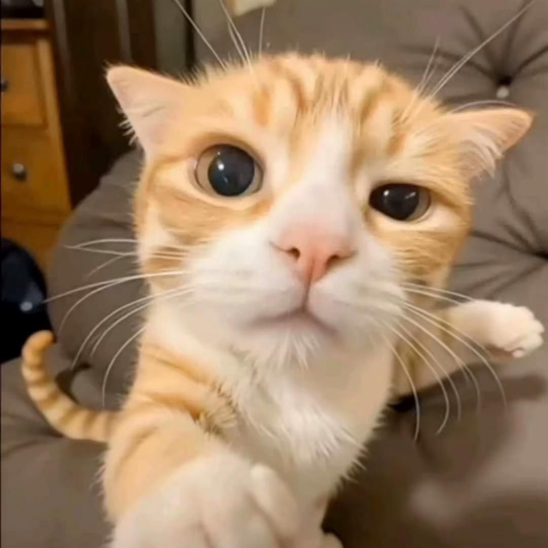 狗不李