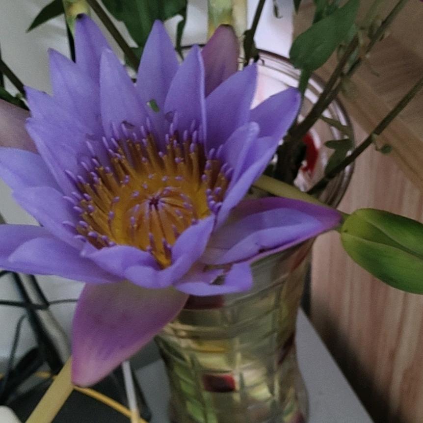 紫百合